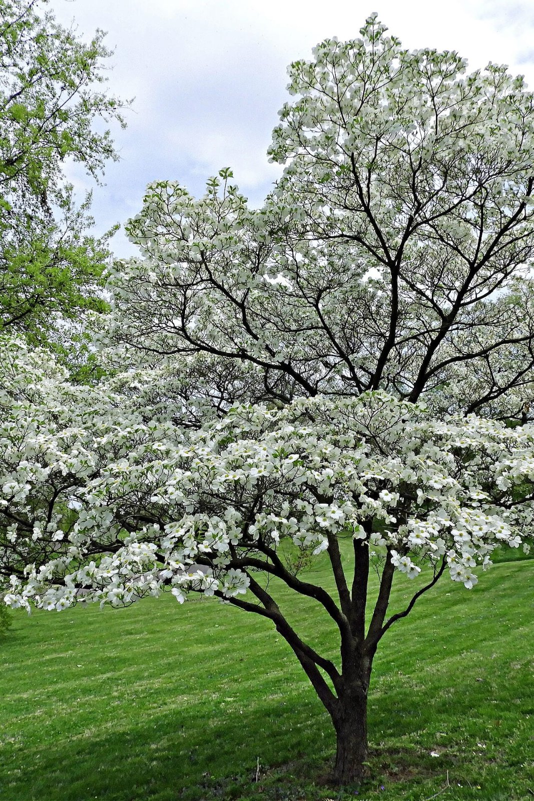 Flowering Dogwood